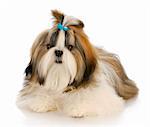 shih tzu puppy wearing blue bow laying down with reflection on white background