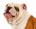 english bulldog making silly expression on white background