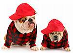 father and son - two english bulldogs dressed up in matching plaid coats and hats