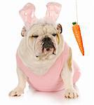 english bulldog dressed up as easter bunny sitting beside carrot dangling on a string with reflection on white background