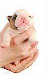 english bulldog puppy with eyes just opening - 2 weeks old on white background