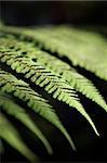 Large Tree fern Plants, Leaf details