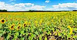 Wide panoramic photo of a beautiful sunflower field in the southern Moravia, Czech Republic