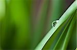 Dew Drop on Green Leaf Macro Shot