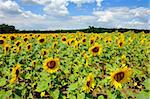 Beautiful sunflower field in the southern Moravia, Czech Republic