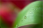 Dew drops on green leaf macro shot