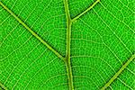 A beautiful natural pattern.,Visible as the leaves of golden teak.