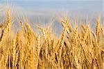 Golden wheat field close-up