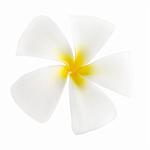 White frangipani isolated on white background