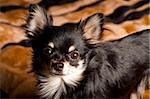 Long-hair Chihuahua dog close up at home