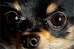 Long-hair Chihuahua dog close up at home