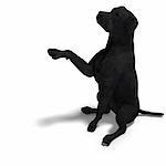 Labrador Retriever Dog. 3D rendering with clipping path and shadow over white