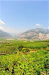 The Vineyard And Farm Houses At the Foot Of The Italian Alps