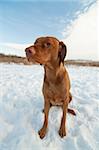 A Vizsla dog (Hungarian pointer) sits in a snowy field in winter.