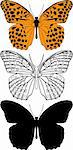 Detailed vector illustration of butterfly.