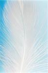 Macro view of a feather on the blue background