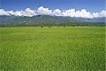 Green farm with rice under blue sky in Taiwan, Asia.