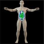 the inner man by X-rays. 3d image.