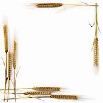 frame of golden spikelets. isolated on white. with clipping path.