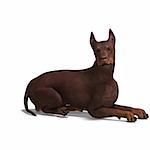 Doberman Dog. 3D rendering with clipping path and shadow over white