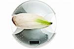 Endive isolated on food scale