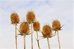 Dry inflorescences of teasel on the background cloudy sky