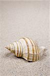 Macro studio shot of beautiful sea shell on a yellow sand. copy-space