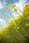Rapeseed plant closeup on a field