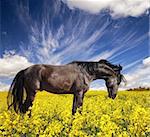 Black stallion grazing in a rapeseed field