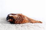 Rudy somali cat laying on white fur carpet