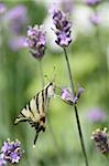 Butterfly (Iphiclides podalirius) on lavander flower