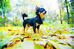 Long-haired Chihuahua dog in autumn park