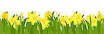 Border From Narcissuses And Yellow Tulips, Isolated On White Background, Vector Illustration
