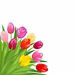 Bouquet Of Multicolored Tulips, Isolated On White Background, Vector Illustration