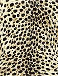 leopard fashion animal skin print