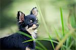 Long-hair Chihuahua dog standing on wooden bridge near pond