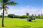 golf course tropical palm trees in mayan riviera Mexico