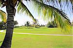 golf course tropical palm trees in cancun Mexico