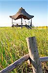 hut palapa in mangrove reed wetlands in mexico