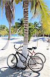 bicycles bike on coconut palm tree caribbean beach background