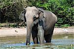 Wild elephant (lephus maximus vilaliya) having a bath. Safari in a National Park Yala, Sri Lanka