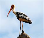 Beautiful Painted Stork (Mycteria leucocephala) from national park Yala, Sri Lanka - safari