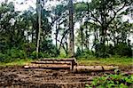 Brazilian pine trunks (Araucaria angustifolia - Araucariaceae) in mud on a rainy day.