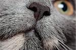 Closeup view of cats nose