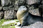 Sea lions photographed at the galapagos islands