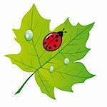 Ladybird on a green leaf. Vector illustration. Vector art in Adobe illustrator EPS format, compressed in a zip file. The different graphics are all on separate layers so they can easily be moved or edited individually. The document can be scaled to any size without loss of quality.