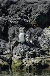 Portraits of the famous galapagos penguin (who lifes at the equator and not at the ice poles)