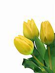 bright yellow tulips isolated on white. EPS 8 vector file included