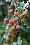 Clusters of ripe fruit of Litchi