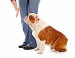 obedience training dog - hand of person giving the stay command to english bulldog on white background